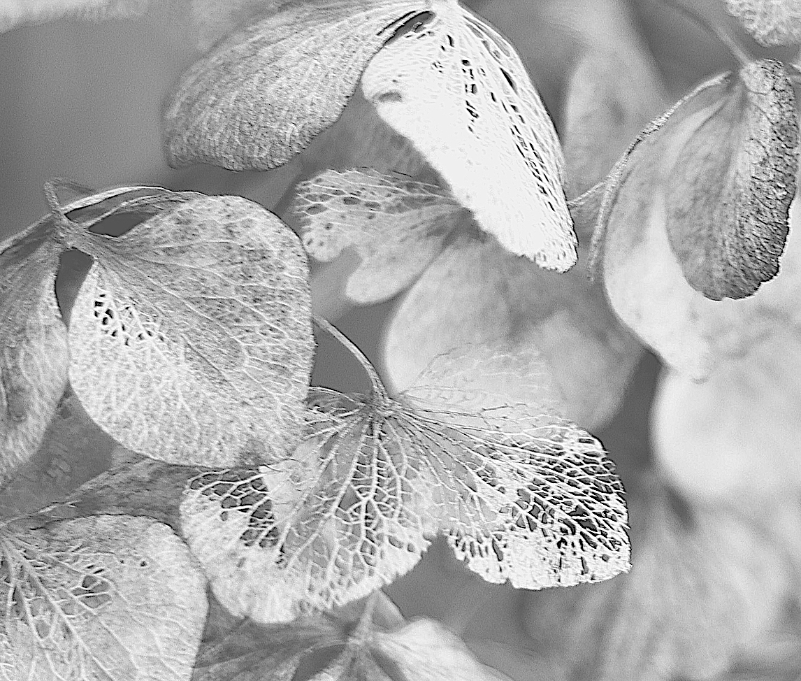 hortensie-quadrat-s-w-cut-gallery69a9c8a3e46683