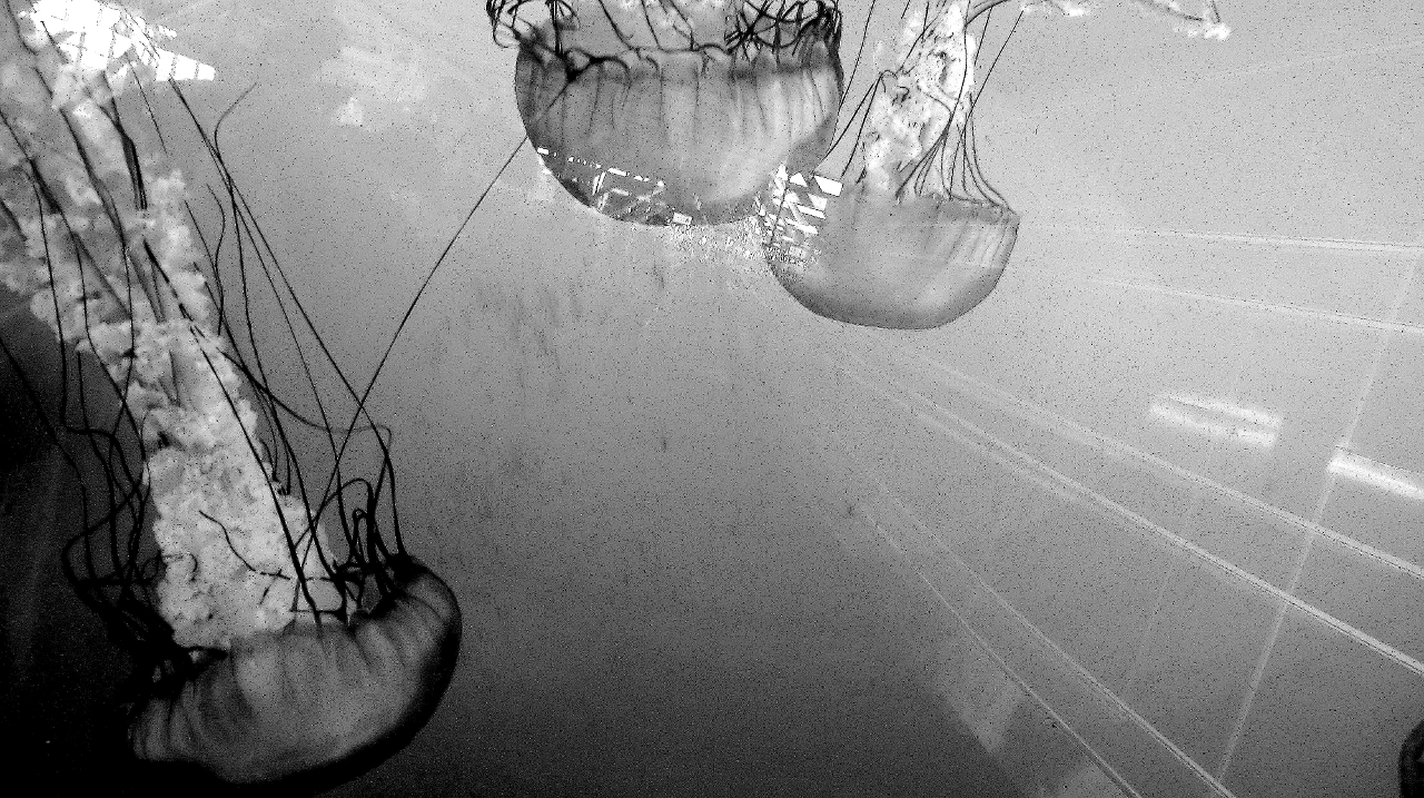 Jellyfish Vancouver Canada I
