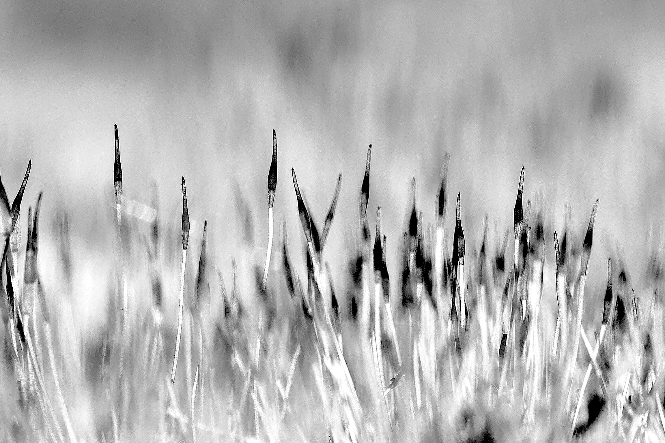 moos-gallery6773b13345fc38