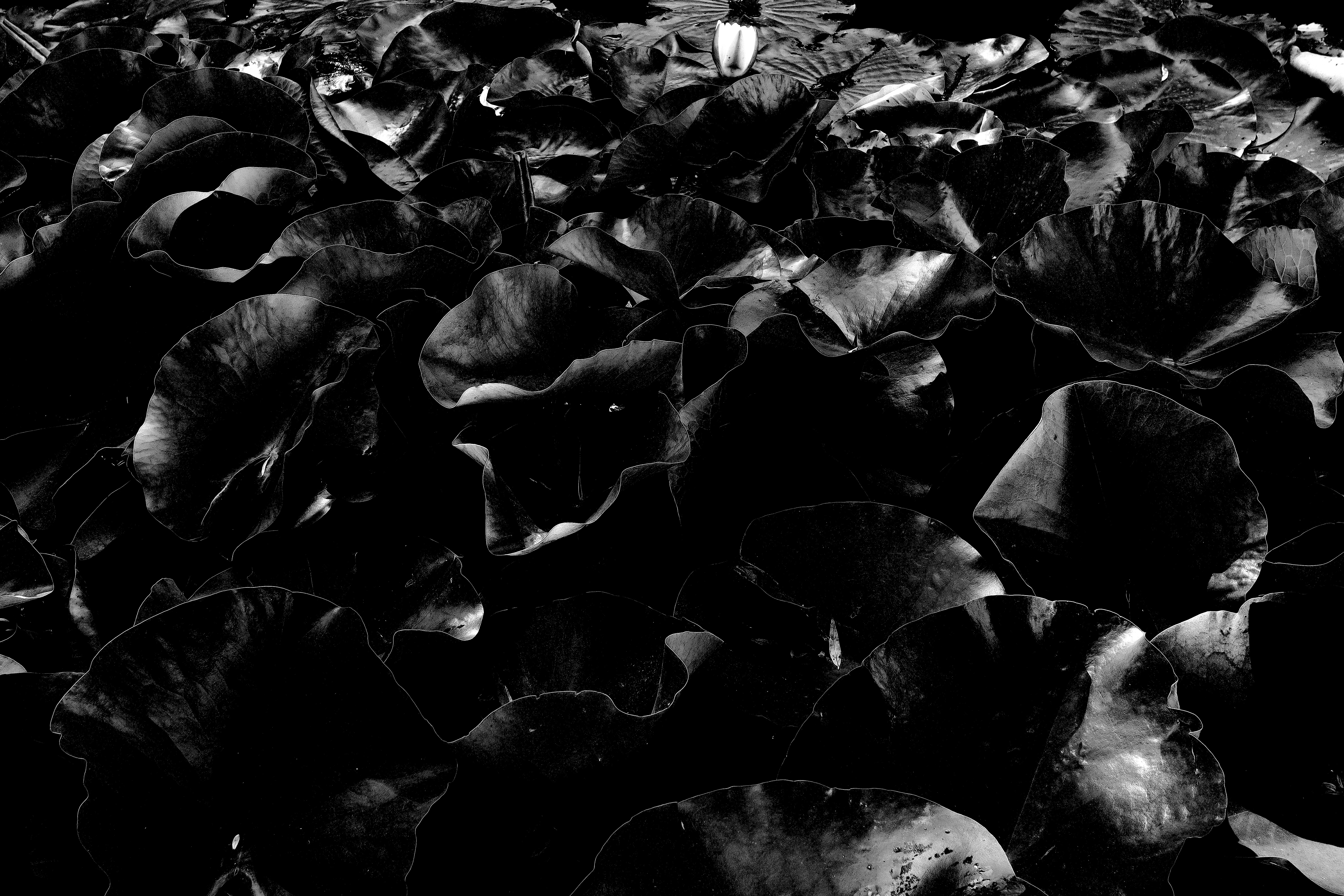 seerosen-s-w-kontrastcover-gallery69a9c8f4754154