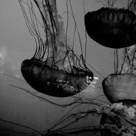 Jellyfish Vancouver Canada II